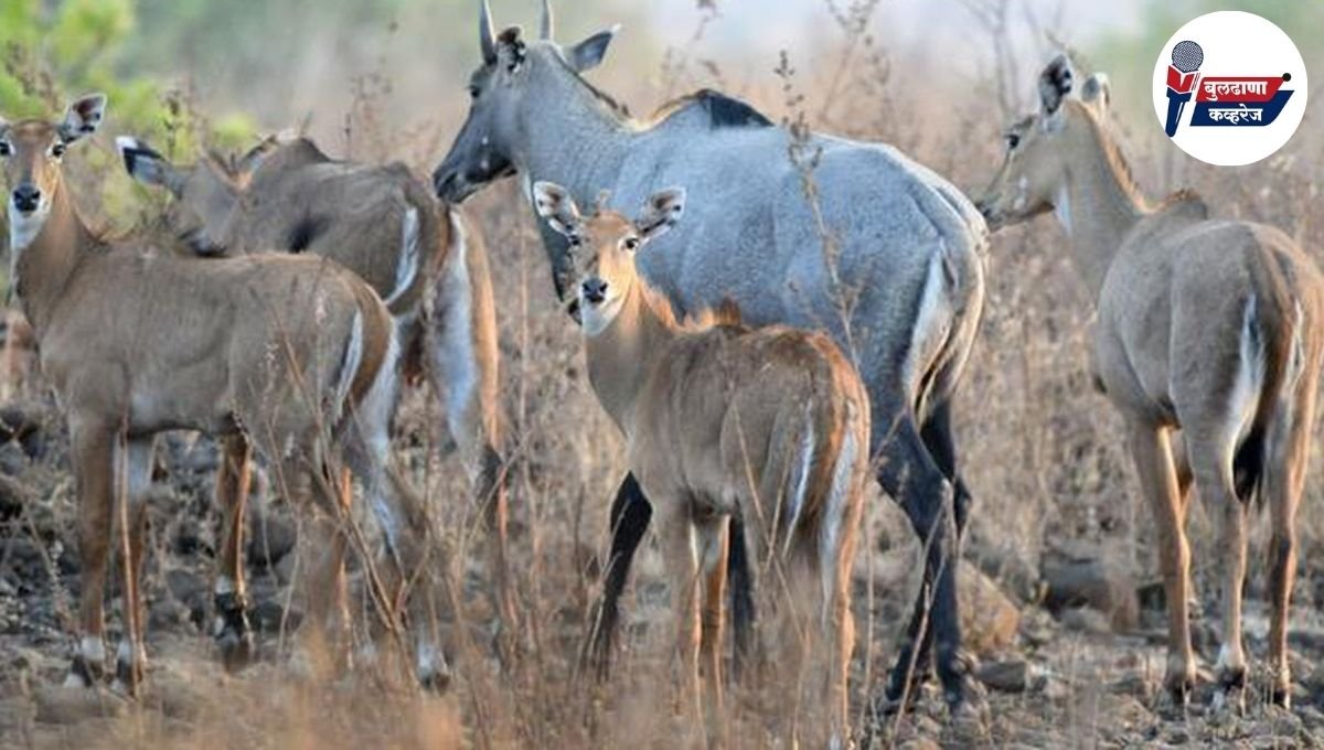 शेतकऱ्यांवर नवे संकट: रोहयांकडून शेतकऱ्यांचे अतोनात नुकसान; प्रशासन आणि वनविभागाचे दुर्लक्ष