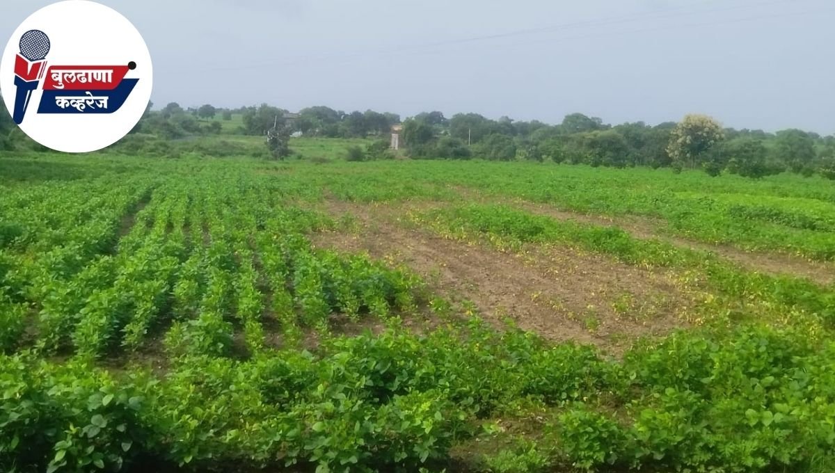 Soybean Yellow Mosaic Virus Malgi