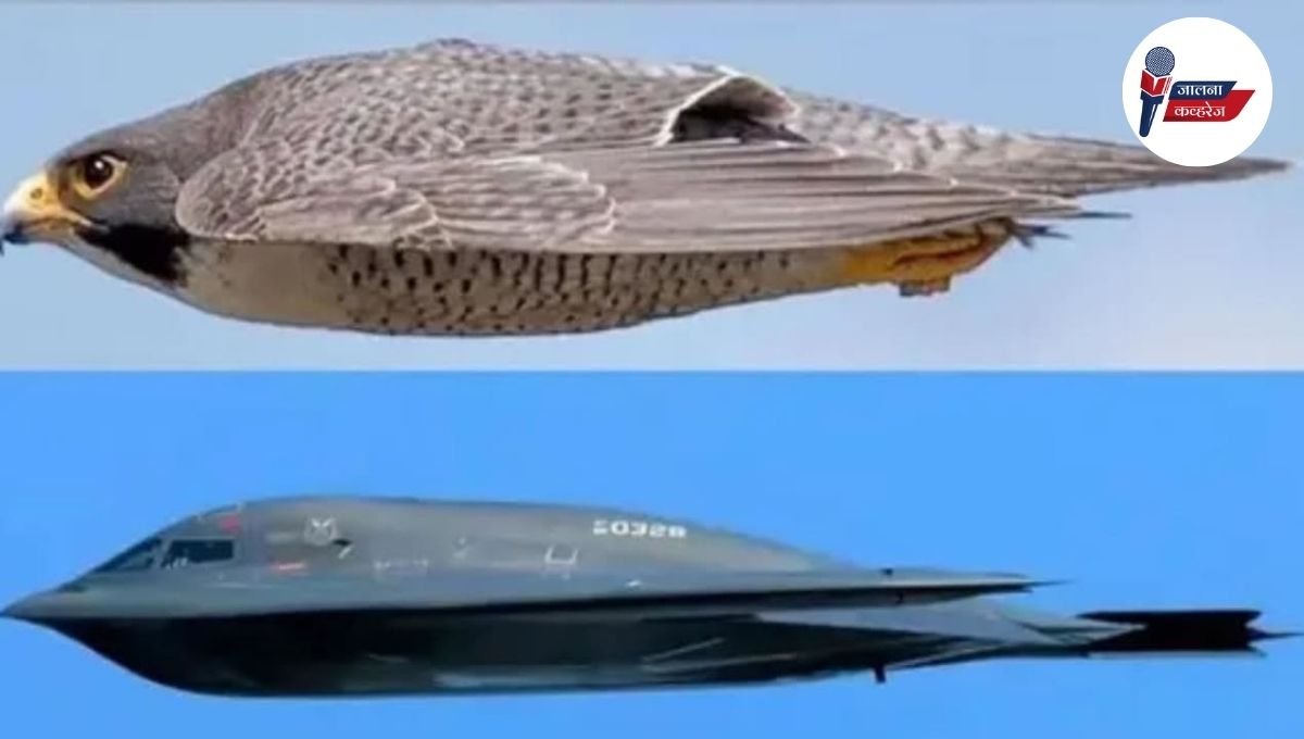 Peregrine falcon in marathi: पृथ्वीवरील सर्वात वेगवान पक्षी पेरिग्राईन फॉल्कनने पहा कशी बदलली विमानांची दुनिया?